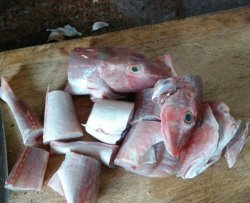 熬红绿头鱼炖豆腐块