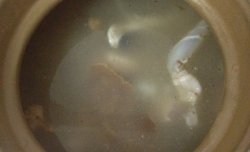 天麻排骨鱼头汤