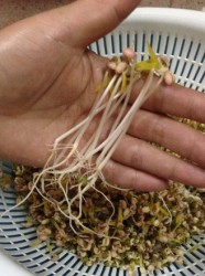 自发绿豆芽