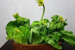 大白菜开花啰