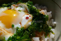 细叶碎米荠鸡蛋饭