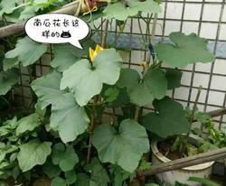 南瓜花炒蛋