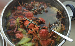 水煮盘锦河蟹或者大闸蟹