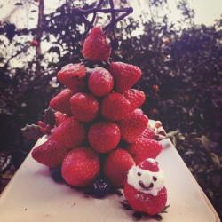 草莓圣诞树。ヾﾉ