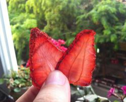 草莓脆片