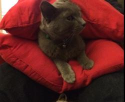 猫三明治