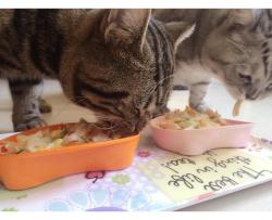 貓飯-優格雞肉沙拉