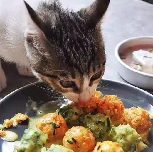 猫丸与猫汤