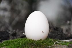 蛋蛋的形体艺术