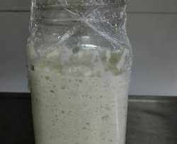 天然酸奶酵母