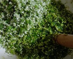捣韭花韭菜花
