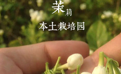 自制真正的天然无添加茉莉花酱