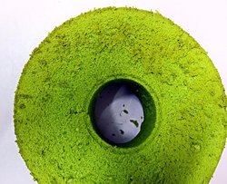 抹茶小烟囱