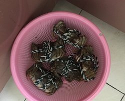 老妈版面拖蟹