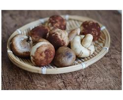 仿真香菇豆沙包