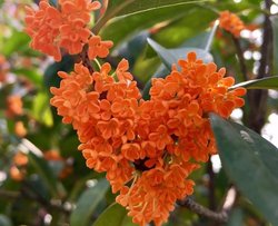 桂花蜜
