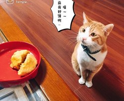 喵粮给猫主子吃的