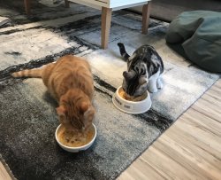 猫饭—营养鸡肉泥