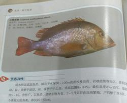 煮红鱼