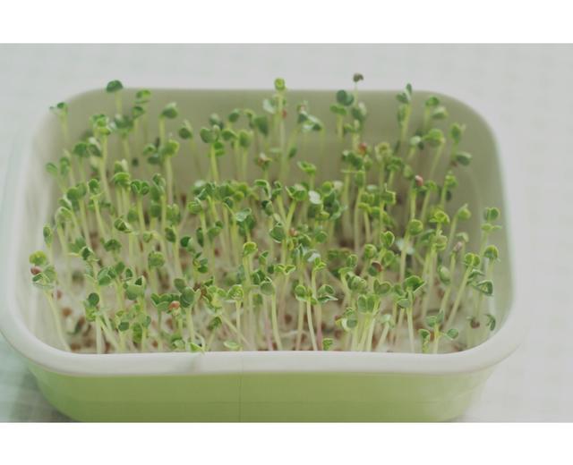 苗芽菜