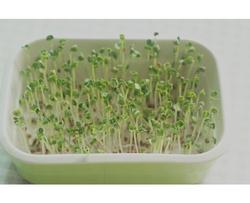 苗芽菜