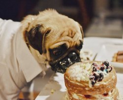 Sabi狗狗的一岁生日蛋糕——低油无糖南瓜蛋糕