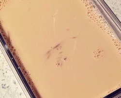 牛奶红枣花胶冻