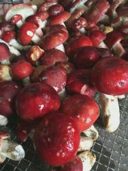 野生红菌煮红烧罐头