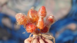 【初味日记】草莓冰糖葫芦