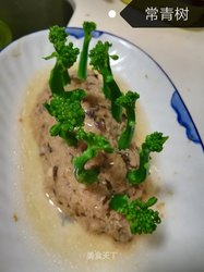 常青树