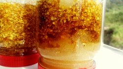 糖渍鲜桂花