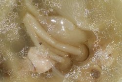大棒骨蘑菇汤