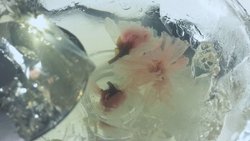 樱花水信子