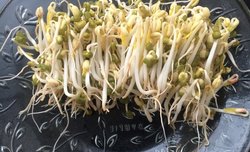 卫生又放心的豆芽