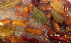 水煮蚕蛹