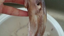 如何清理章鱼头