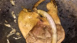 【免洗猪肚去馊法】