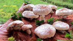 蛋白霜小蘑菇