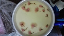 樱花冻酸奶芝士蛋糕（免烤8寸）