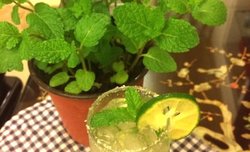 莫吉托mojito