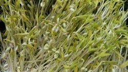 绿色食品—自己发的绿豆芽