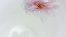 盐渍樱花