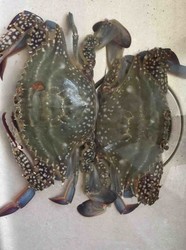 海蟹豆腐羹
