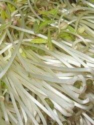 豆芽炒肉