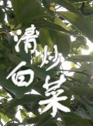 清炒白菜