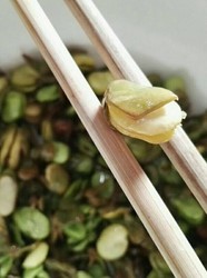蚕豆变身兰花豆