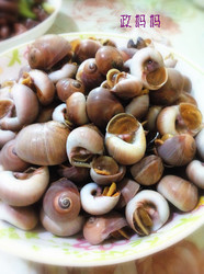 原味海螺