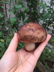蘑菇包